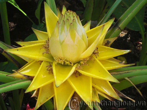 Tự ngã trong năm uẩn giống như “lõi” cây chuối